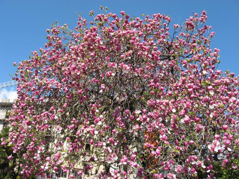 IMG_0400 Lugano Giardino Belvedere
