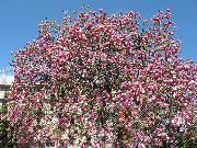 IMG_0400 Lugano Giardino Belvedere