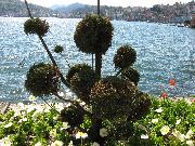 IMG_0446 Lugano Park Ciani