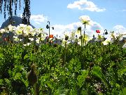 IMG_0447 Lugano Park Ciani