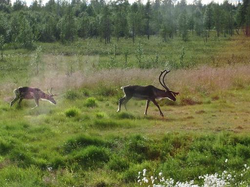 imgp2873 Auf der Flucht