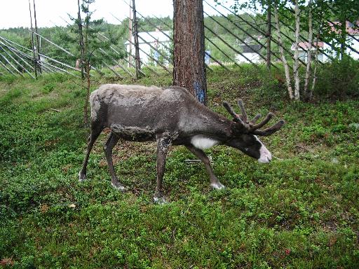 imgp2880 Spmi Rentier