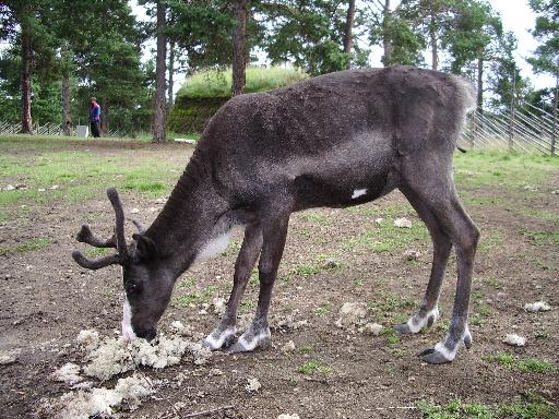 imgp2884 Spmi Renntiergehege