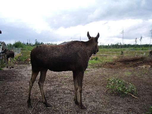 imgp3027 Elkland Laganland