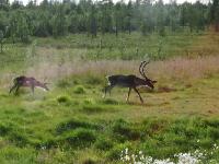 imgp2873 Auf der Flucht