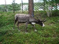 imgp2880 Spmi Rentier