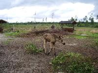 imgp3026 Endlich : Der erste Elch