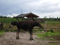 imgp3028 Elkland Oskar